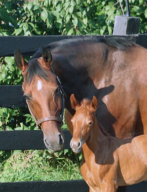 Irish Draught X Warmblood